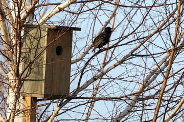 Starling on a birdhouse in the spring forest. Starling sitting on a tree.