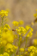 Honeybee and rape blossoms in jeju island south korea