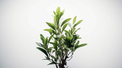 plant with white background
