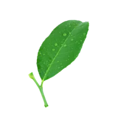 Fototapeten Green lemon leaves or  freshness leaf lime and have water droplets on leaves. © meepoohyaphoto