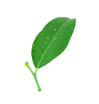Green lemon leaves or  freshness leaf lime and have water droplets on leaves.