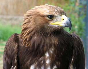 Golden eagle (Aquila chrysaetos) portrait