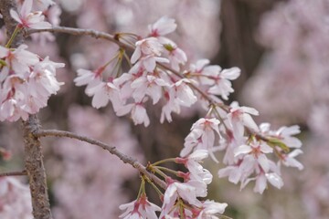 cherry blossom