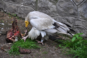 Egyptian vulture (Neophron percnopterus) eats