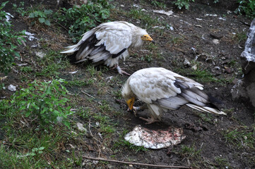 Egyptian vulture (Neophron percnopterus) eats