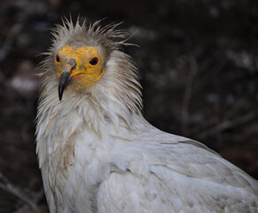 Egyptian vulture (Neophron percnopterus) portrait