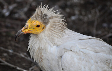Egyptian vulture (Neophron percnopterus) portrait