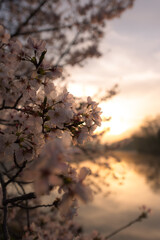 Obraz premium 朝日と桜