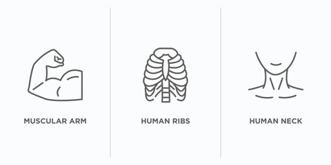 human body parts outline icons set. thin line icons such as muscular arm, human ribs, human neck vector. linear icon sheet can be used web and mobile - obrazy, fototapety, plakaty