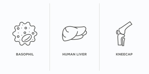 human body parts outline icons set. thin line icons such as basophil, human liver, kneecap vector. linear icon sheet can be used web and mobile