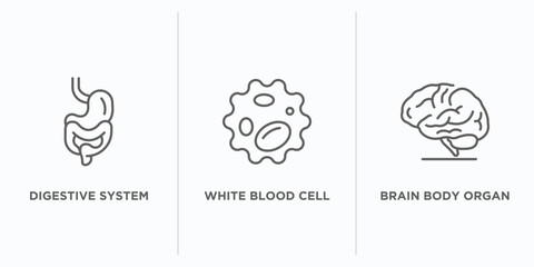 human body parts outline icons set. thin line icons such as digestive system, white blood cell, brain body organ vector. linear icon sheet can be used web and mobile