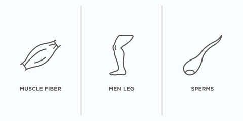 human body parts outline icons set. thin line icons such as muscle fiber, men leg, sperms vector. linear icon sheet can be used web and mobile