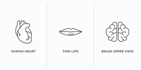 human body parts outline icons set. thin line icons such as human heart, thin lips, brain upper view vector. linear icon sheet can be used web and mobile