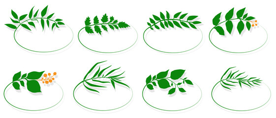 Vector logo design ellipse herbal green tea leaf natural sprout with green leaves . set of icons