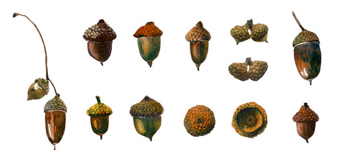 Set of watercolor autumn acorns. Hand-drawn illustration. Wild plants. Brownish isolated. Aquarelle art. For decoration, stationery design, background. © Nataliia