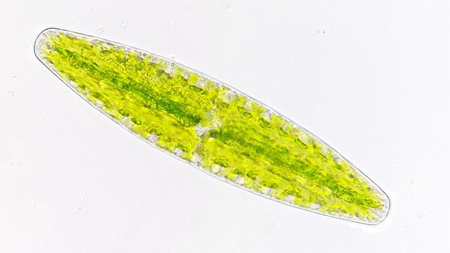 Netrium digitus, a green microalgae species belonging to the family Desmidiaceae. Live cell. 40x objective lens. Selective focus