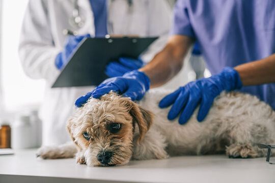 veterinarian and an assistant fill out a sick puppy history.