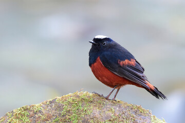 riverchat or white-capped redstart perching on mossy rock