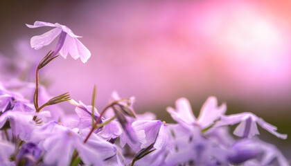 Panoramic View of Vibrant Purple Phlox Flowers on Abstract Natural Background