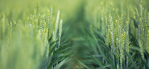 Spring Awakening: A Vibrant View of Young Wheat Stalks