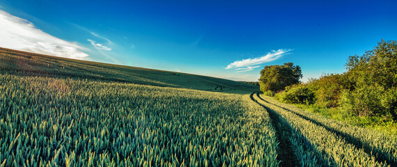 Green Wheat Fields and Blue Skies Nature's Palette