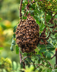 Bee-Loved: Celebrating the Importance of Pollinators close up