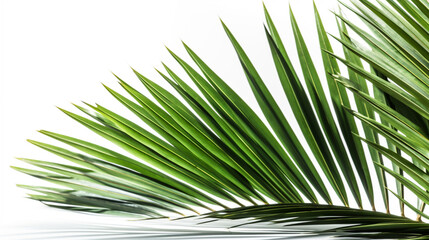 Obraz na płótnie Canvas Tropical beach coconut palm tree leaves isolated on white background Generated AI