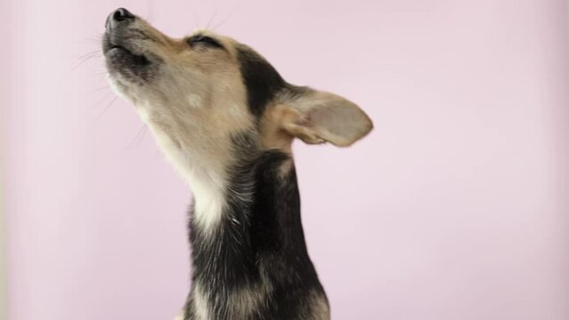 dog sings, pet whines, opens its mouth, performs a song