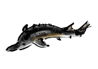 チョウザメの手描き和風イラスト