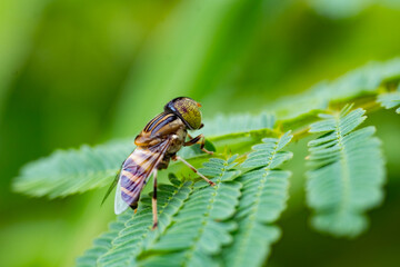 The band-eyed drone fly Eristalinus taeniops on the green leaves.