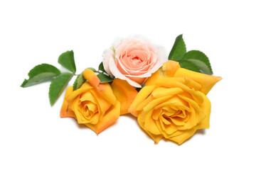 yellow and pink rose isolated on white background