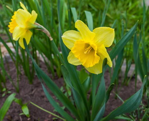 Flowers "Daffodils" close-up on the background of greenery in spring