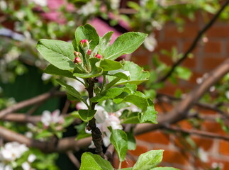 Flowers of the fruit tree 