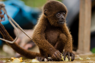 Modo machin mirando fijamente