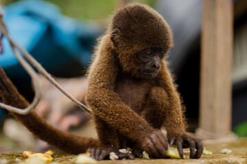 Modo machin mirando fijamente