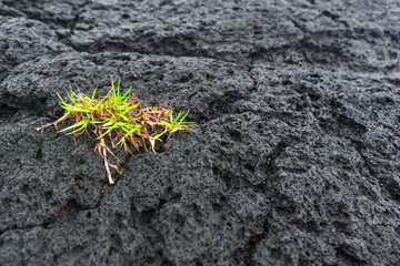 Green Sprouts on Volcanic Rock in Hawaii