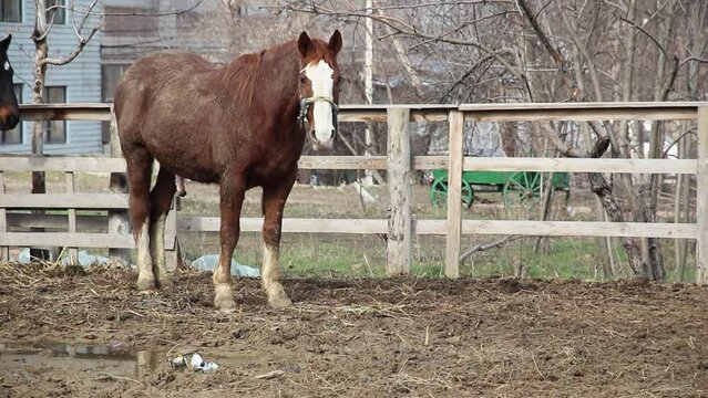 a brown horse with a erect penis, against the background of an old building