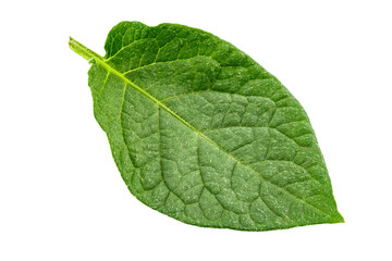 One fresh mint leaf. Close-up. Isolated on white background.