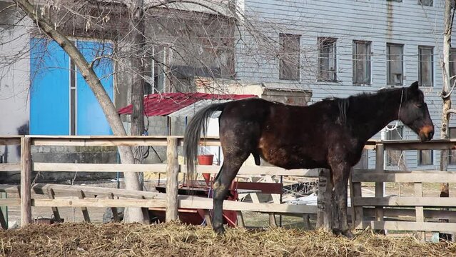 erect member of a dark brown horse, against the background of an old building, side view