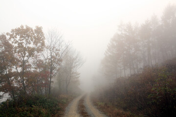 misty morning in the forest
