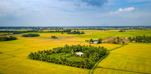 Panoramic view of ripe rice fields with winding red dirt road in Tay Ninh Province, Vietnam