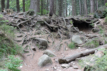 Bizarre long old crooked tree roots, some granite rocks, a hollow in the ground, tall trees in the forest in the Polish part of The Karkonosze Mountains