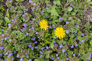 Dandelion flowers among ground ivy in overcast weather, top view