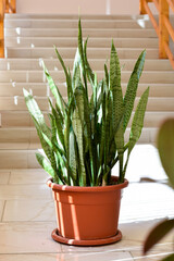 Sansevieria, indoor potted plant, snake plant