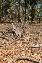 Wildlife Wetlands Sanctuary is located in the open grassy woodlands and wetlands of the volcanic Western Plains in between Melbourne and Geelong, in Lara.