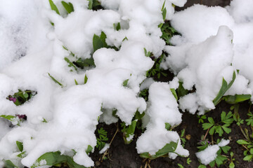 Iris leaves covered with snow in overcast weather, top view
