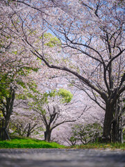 桜のある風景