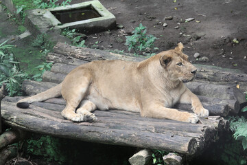 Lion (Panthera leo) female lying on a log in the zoo.