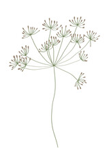 Vector illustration of field grass, flower, dry in flat style, isolated on a white background