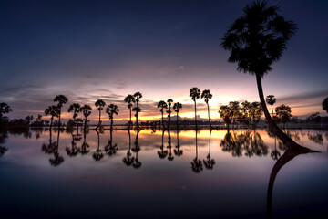 Beautiful landscape of nature with dramatic cloudscape, row of palm trees in silhouette reflect on...